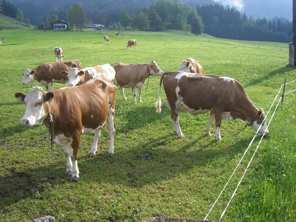 Vorderstockerhof Villa Sankt Johann in Tirol Exteriör bild